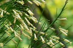 Russelia equisetiformis